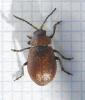 Emarhopa rufa